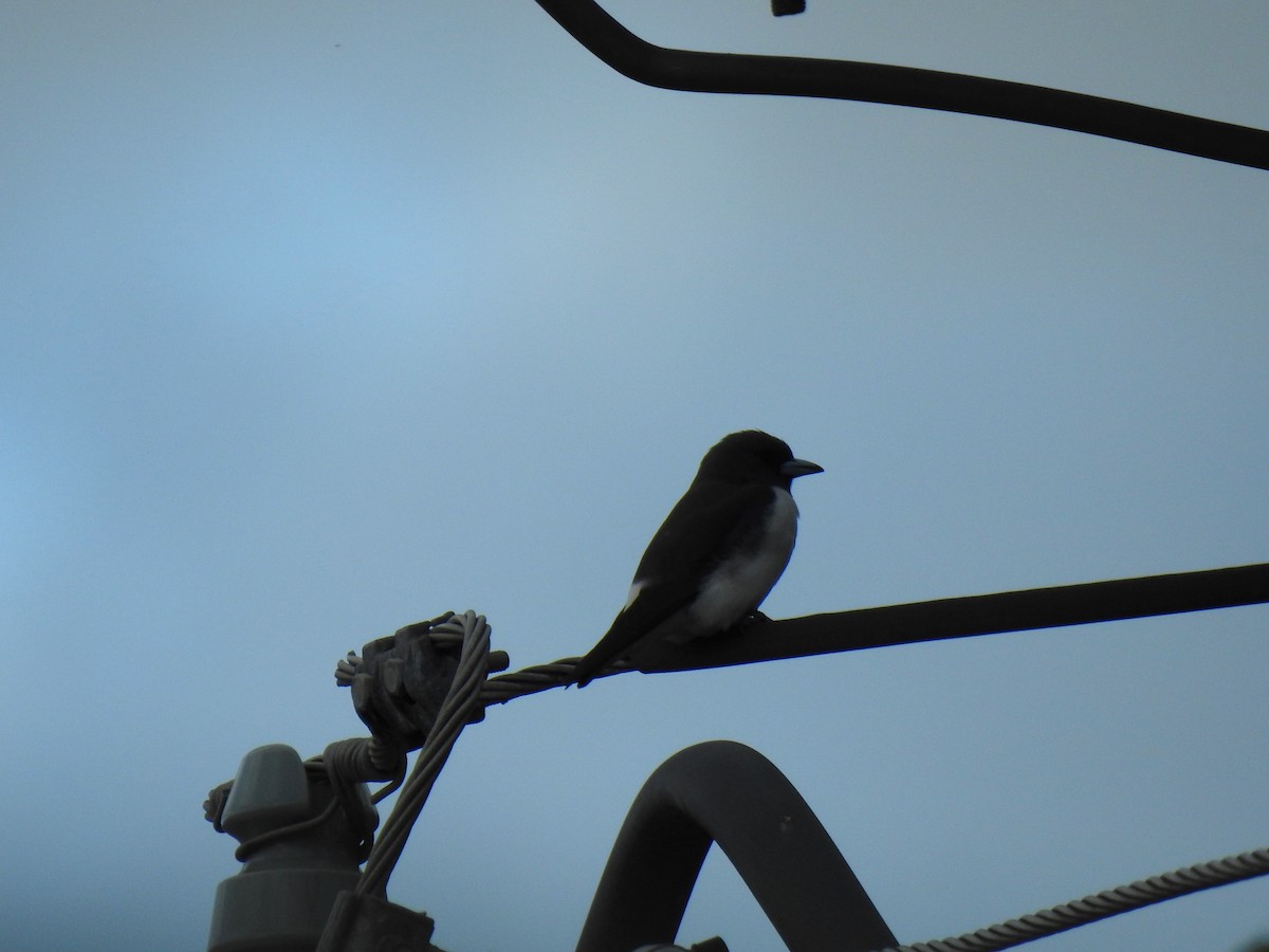 White-breasted Woodswallow - ML620778803