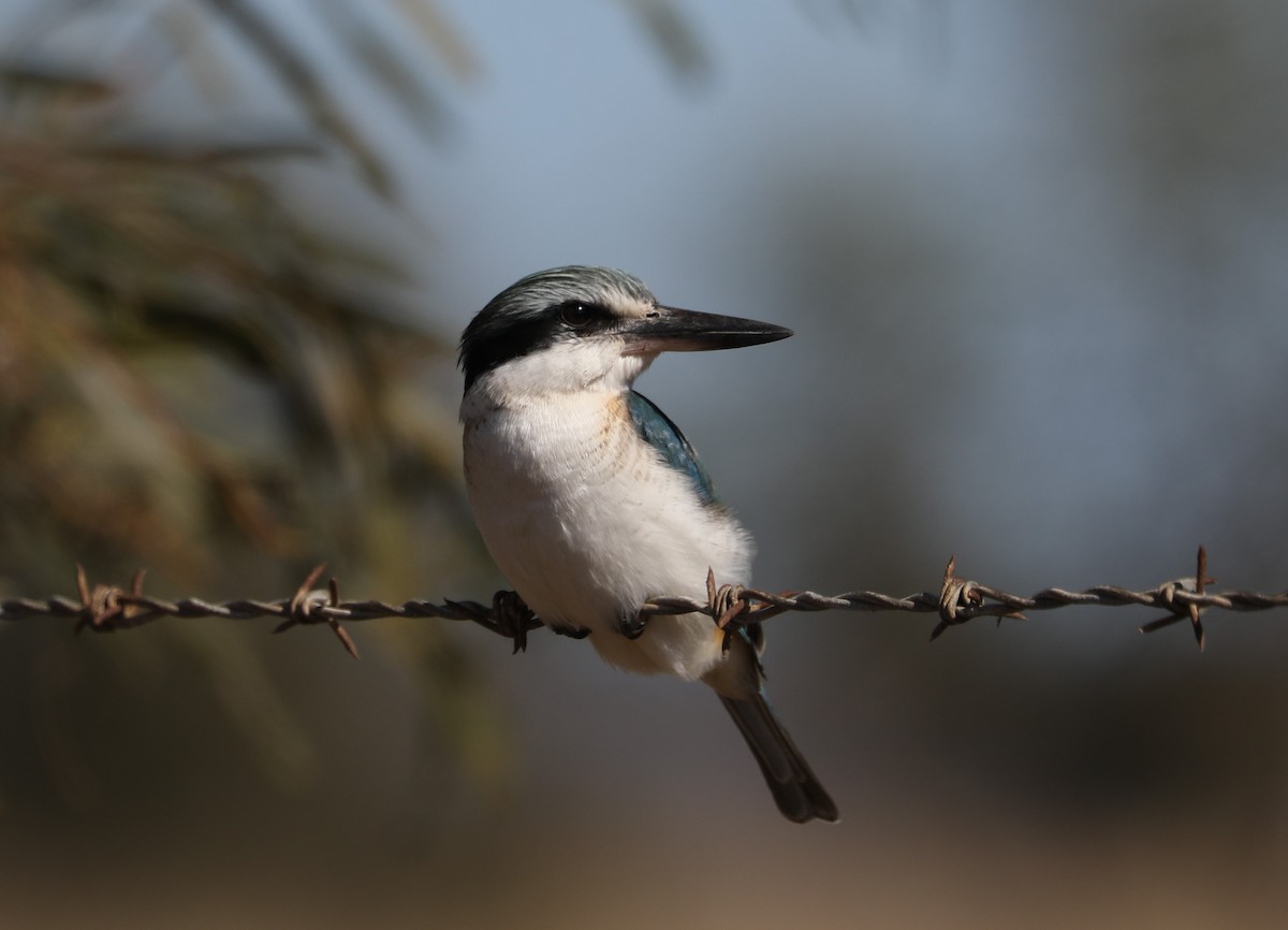 Red-backed Kingfisher - ML620778804