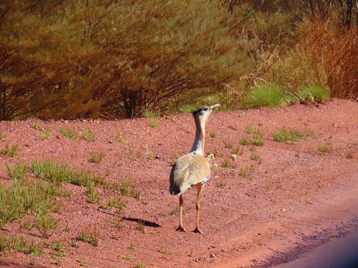 Australian Bustard - ML620778806