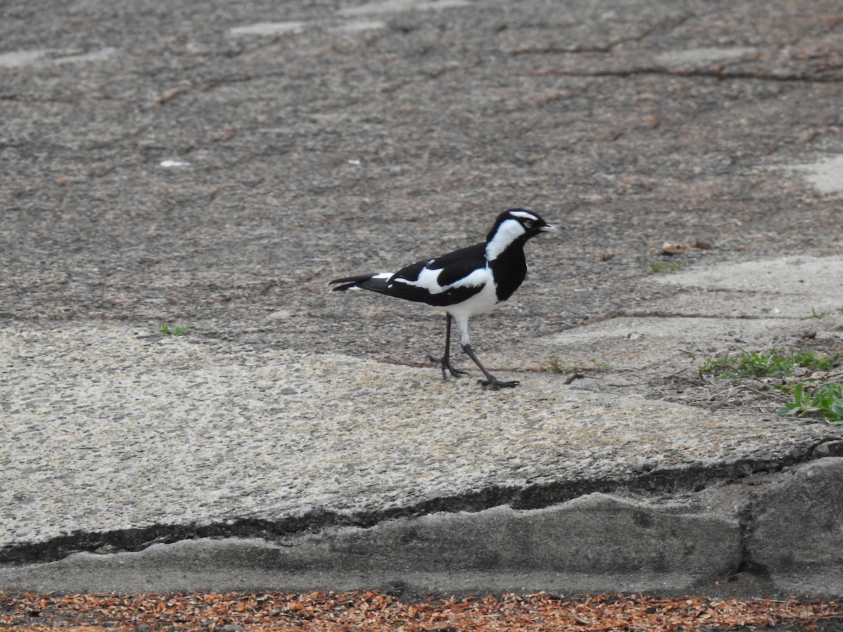 Magpie-lark - ML620778807