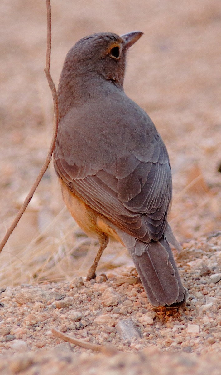 Gray Shrikethrush - ML620778817