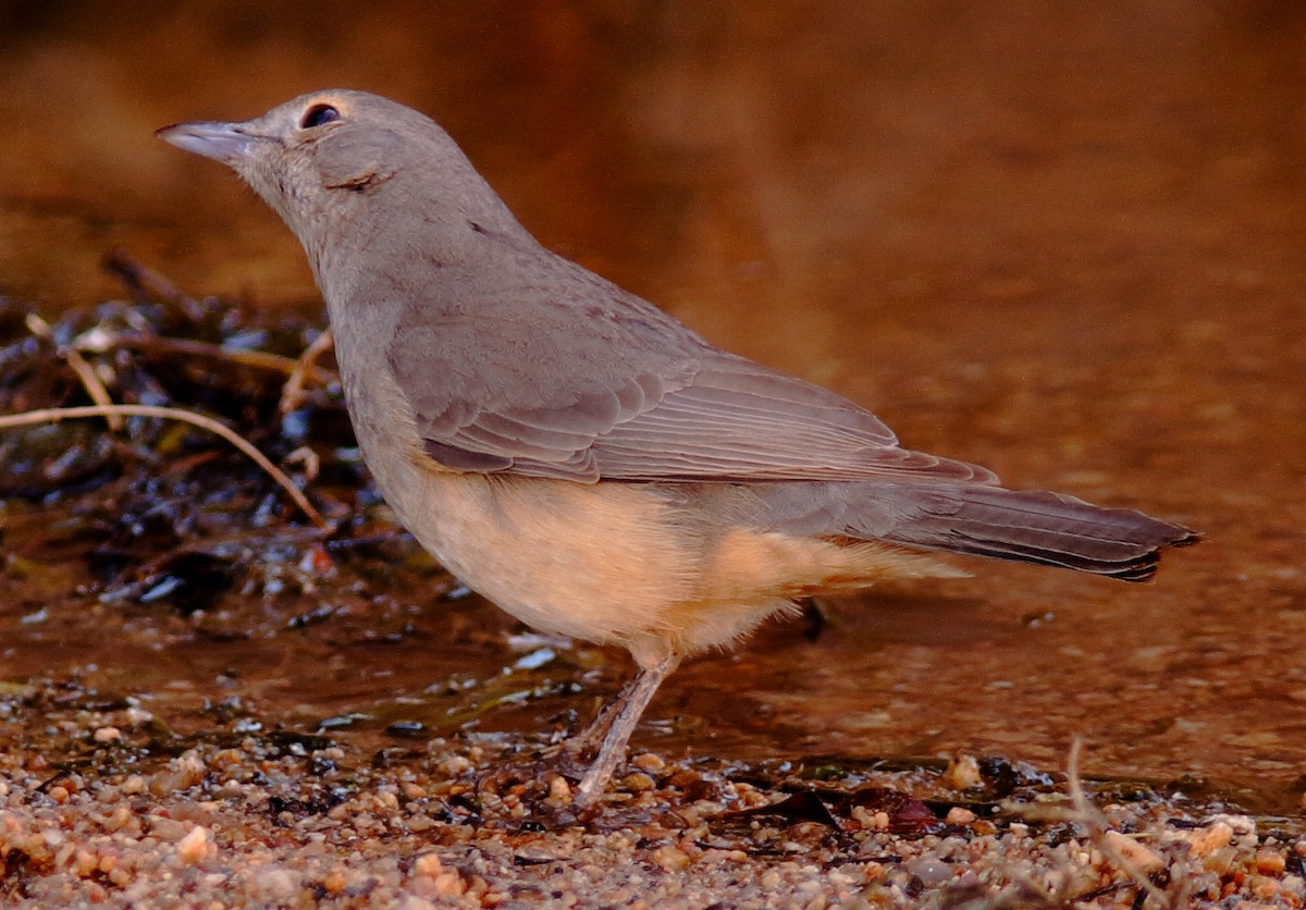 Gray Shrikethrush - ML620778825