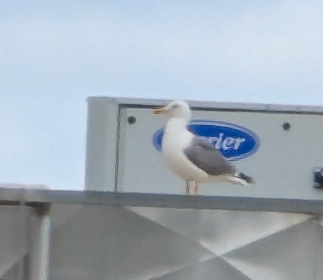 Yellow-legged Gull - Kathy Fleming