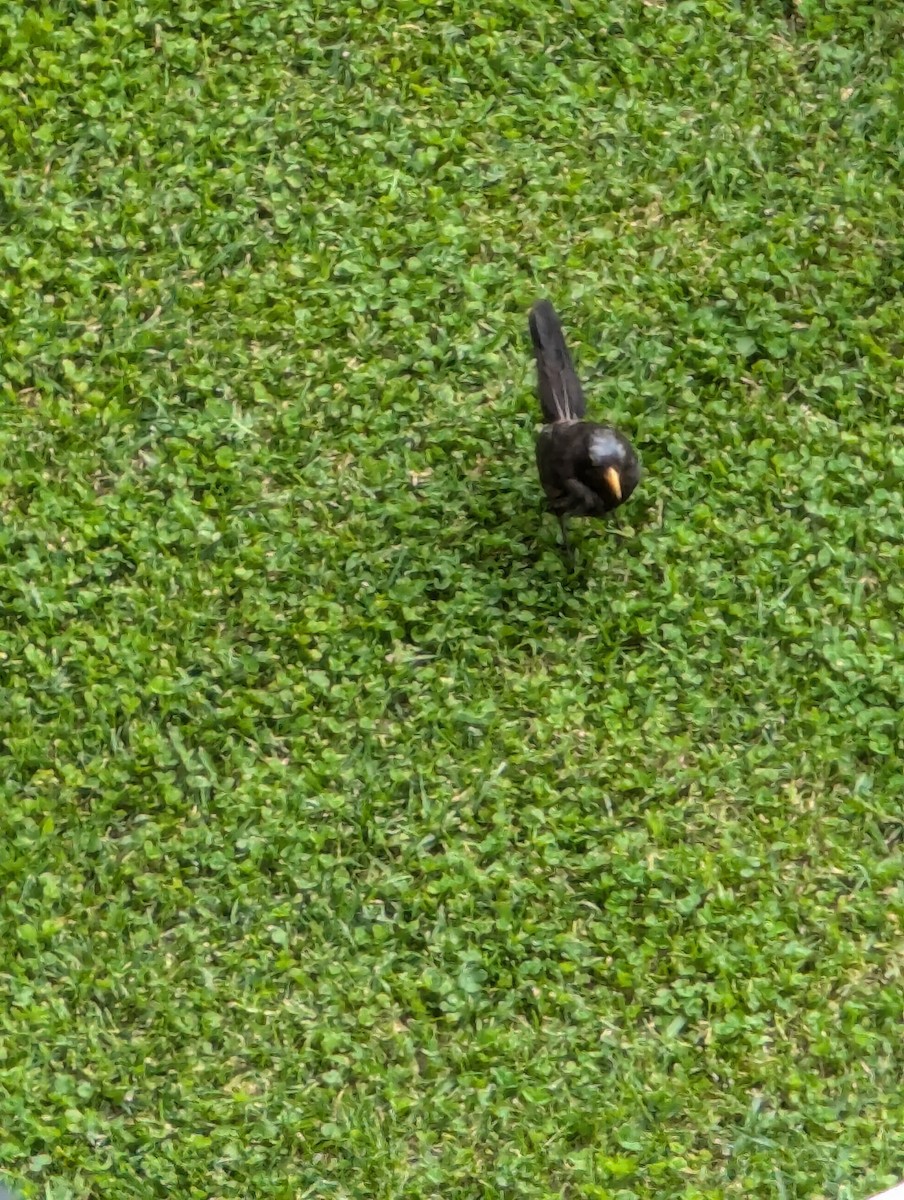 Eurasian Blackbird - Kathy Fleming