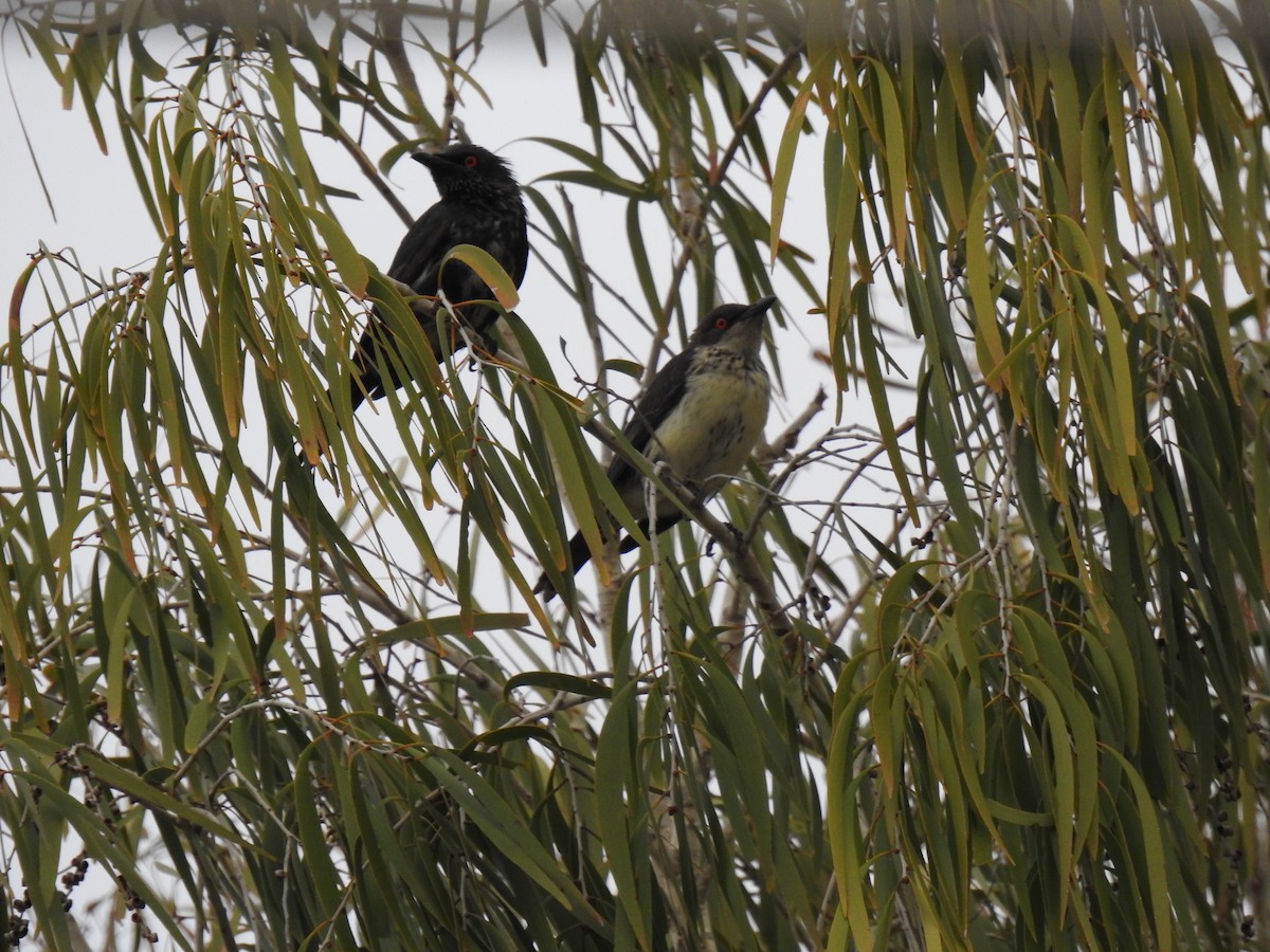 Metallic Starling - ML620778841