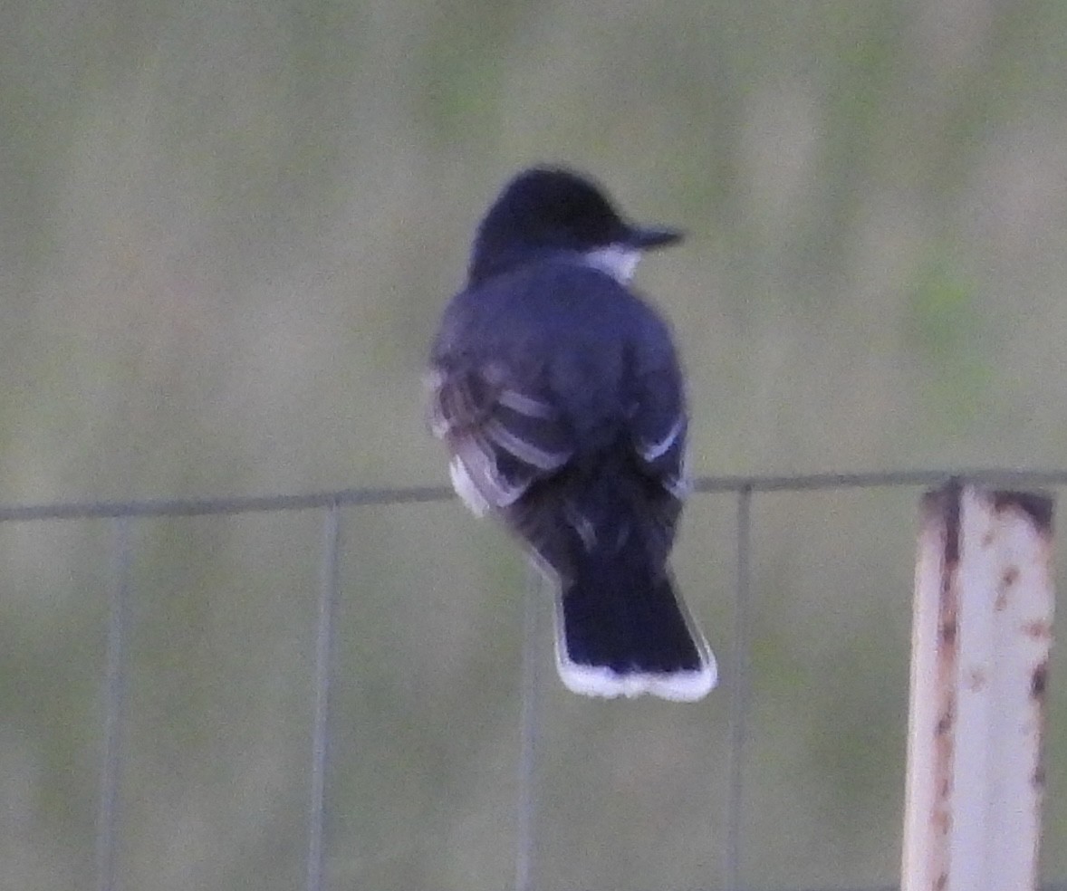 Eastern Kingbird - ML620778843