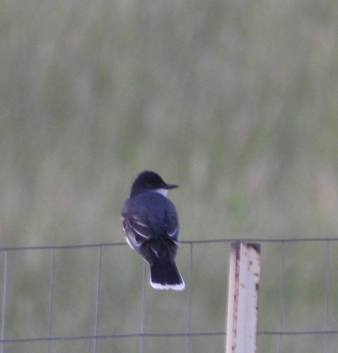 Eastern Kingbird - ML620778844