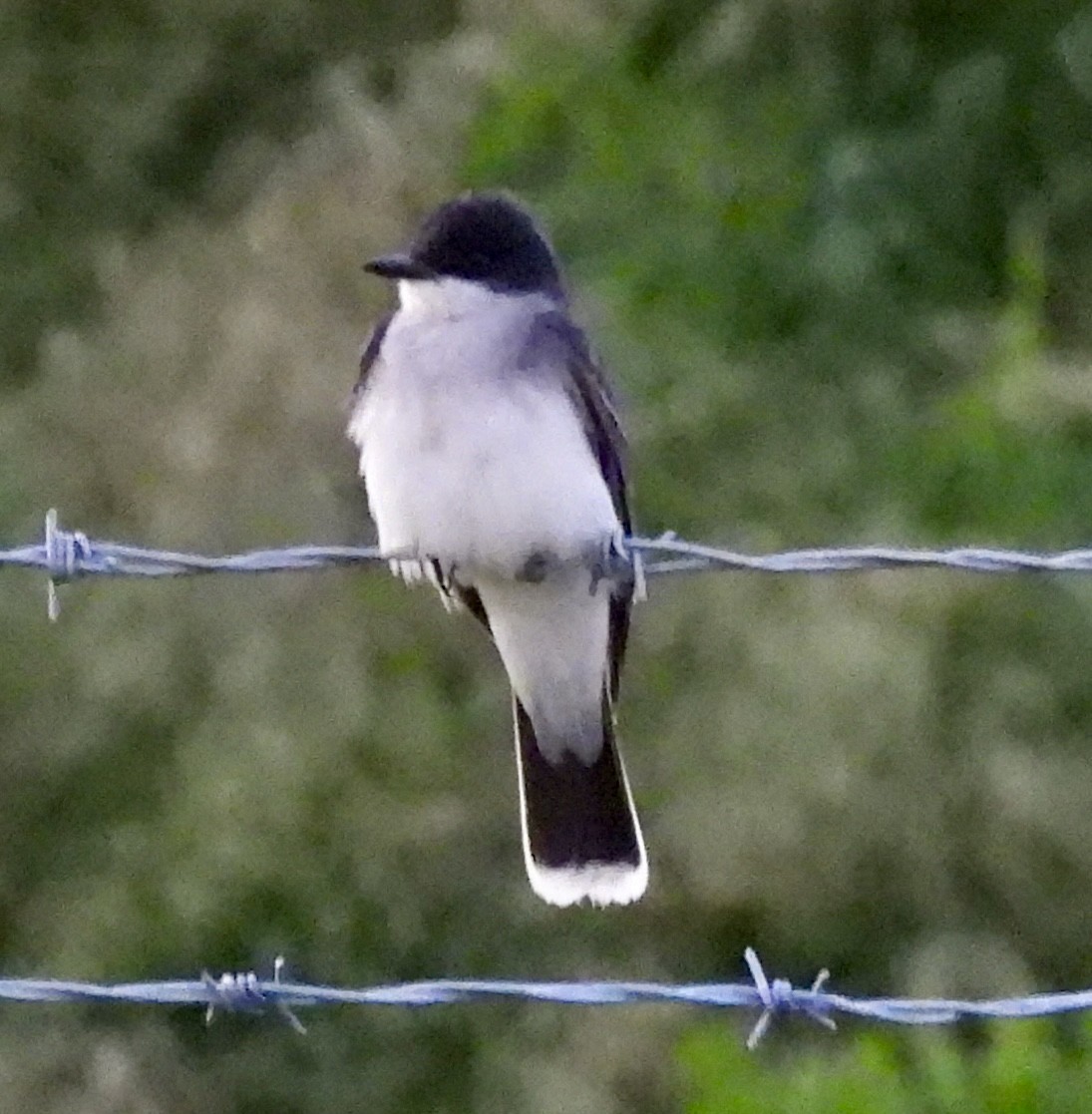 Eastern Kingbird - Sue Dallman