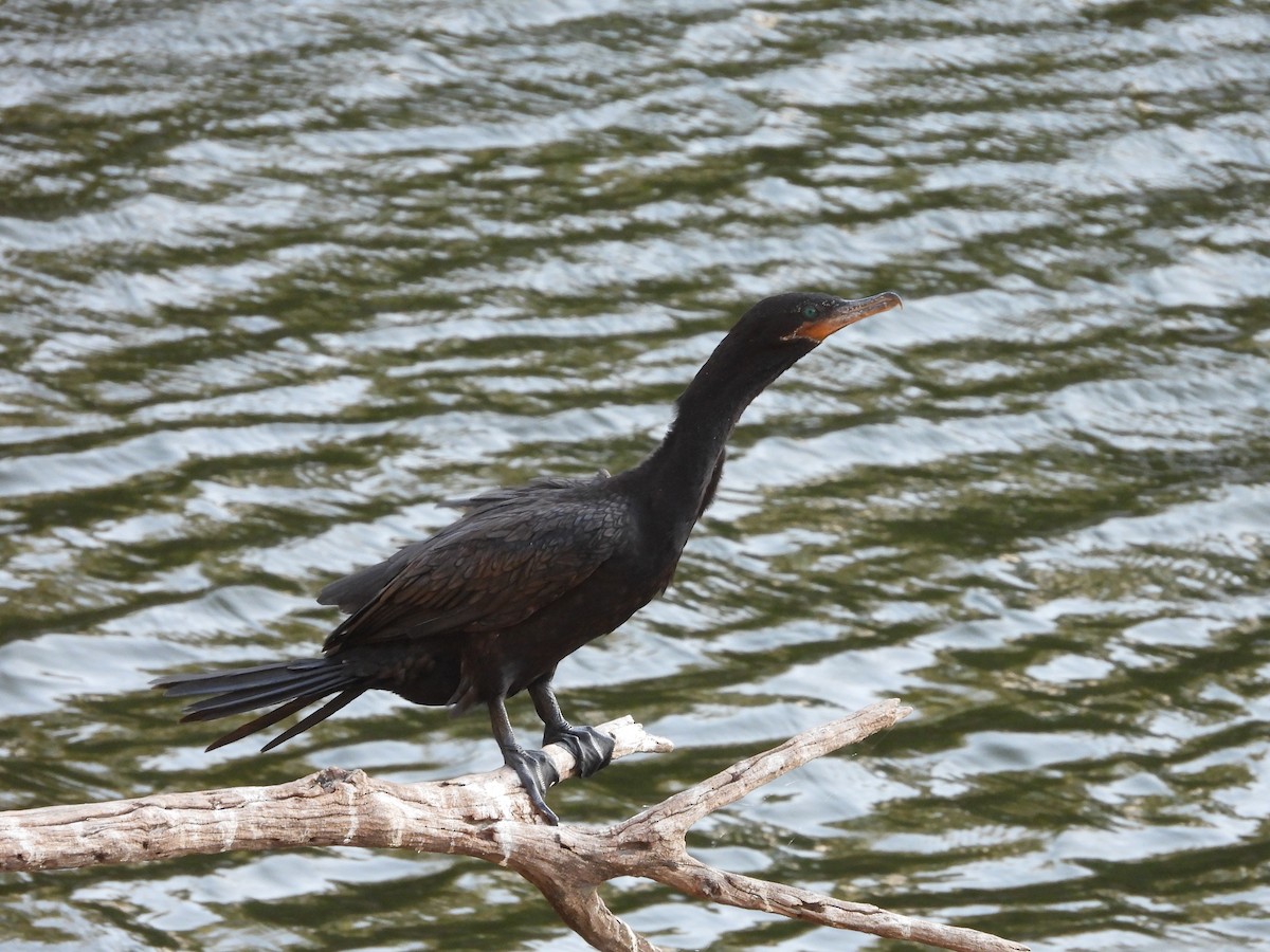 Neotropic Cormorant - ML620778846