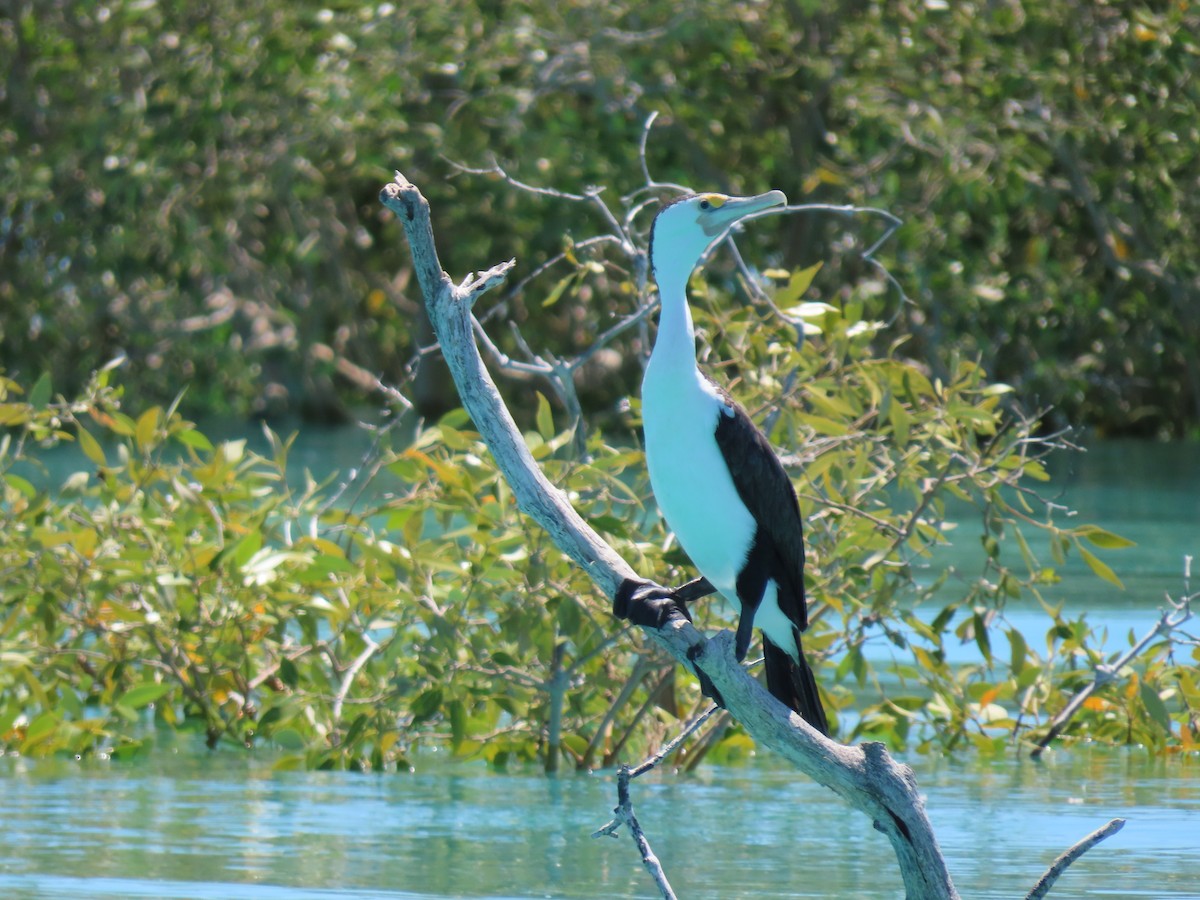 Pied Cormorant - ML620778848