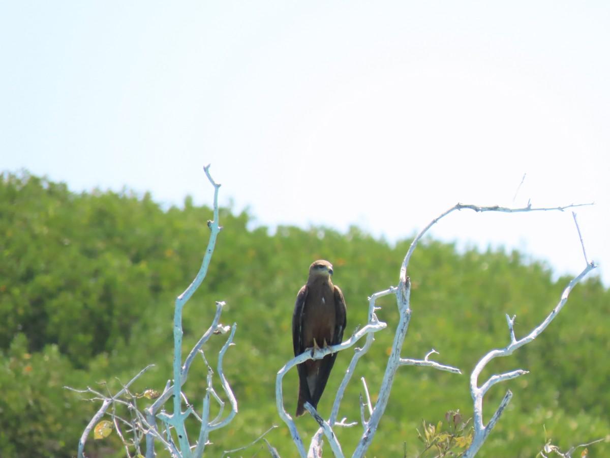 Black Kite - ML620778851