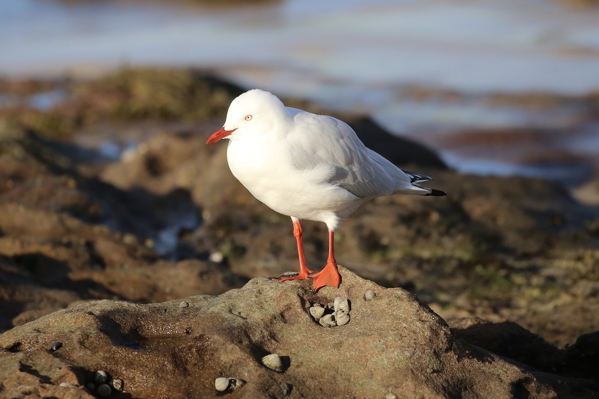 紐澳紅嘴鷗(novaehollandiae/forsteri) - ML620778858