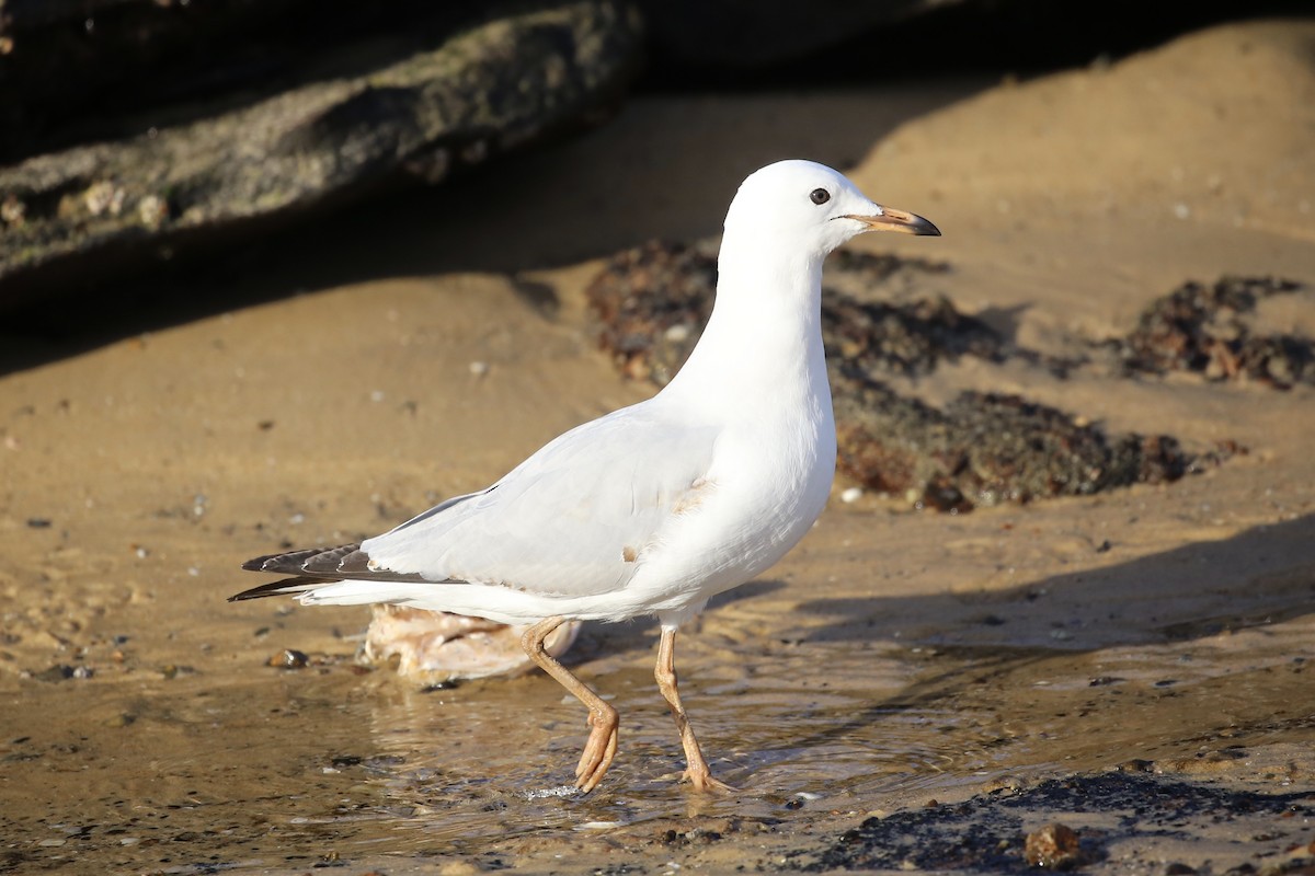 ギンカモメ（novaehollandiae／forsteri） - ML620778859