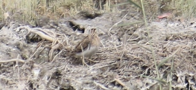 Common Snipe - Deepak Gujar