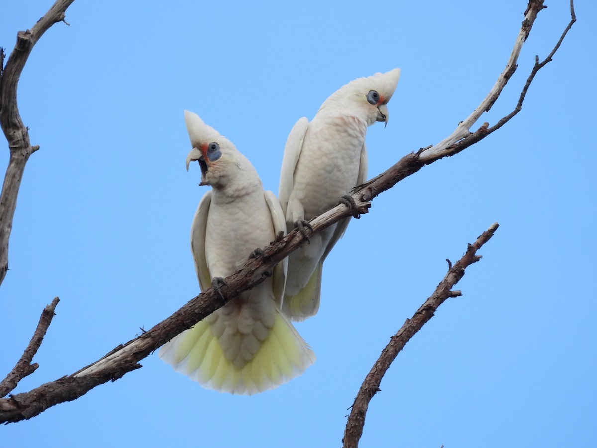 Western Corella - ML620778864