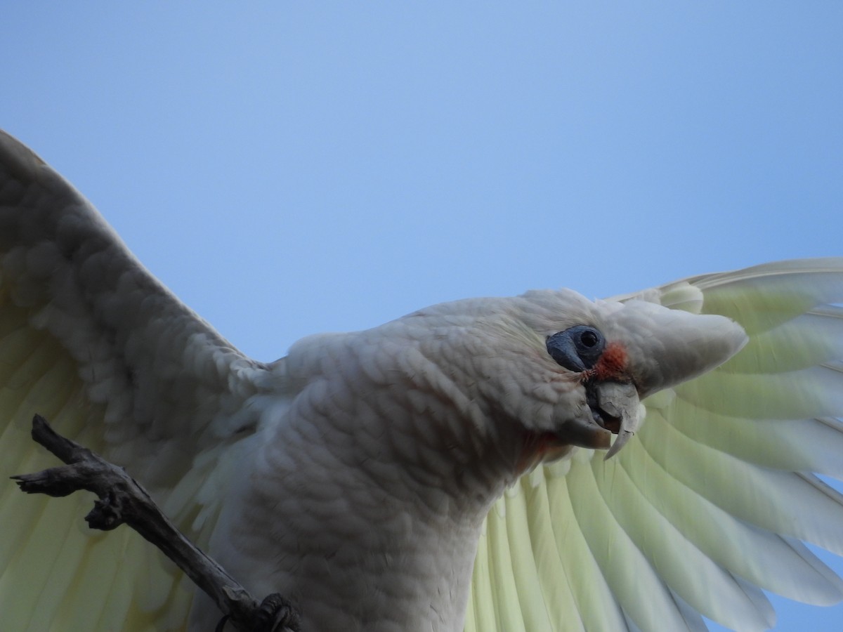 Cacatúa Cavadora - ML620778865