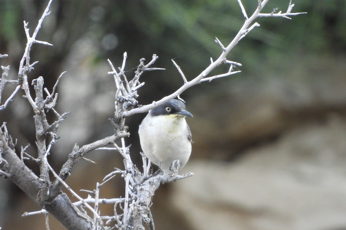 Eastern Orphean Warbler - ML620778868