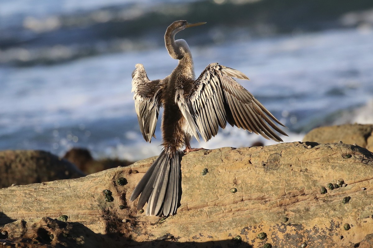 anhinga australská - ML620778872