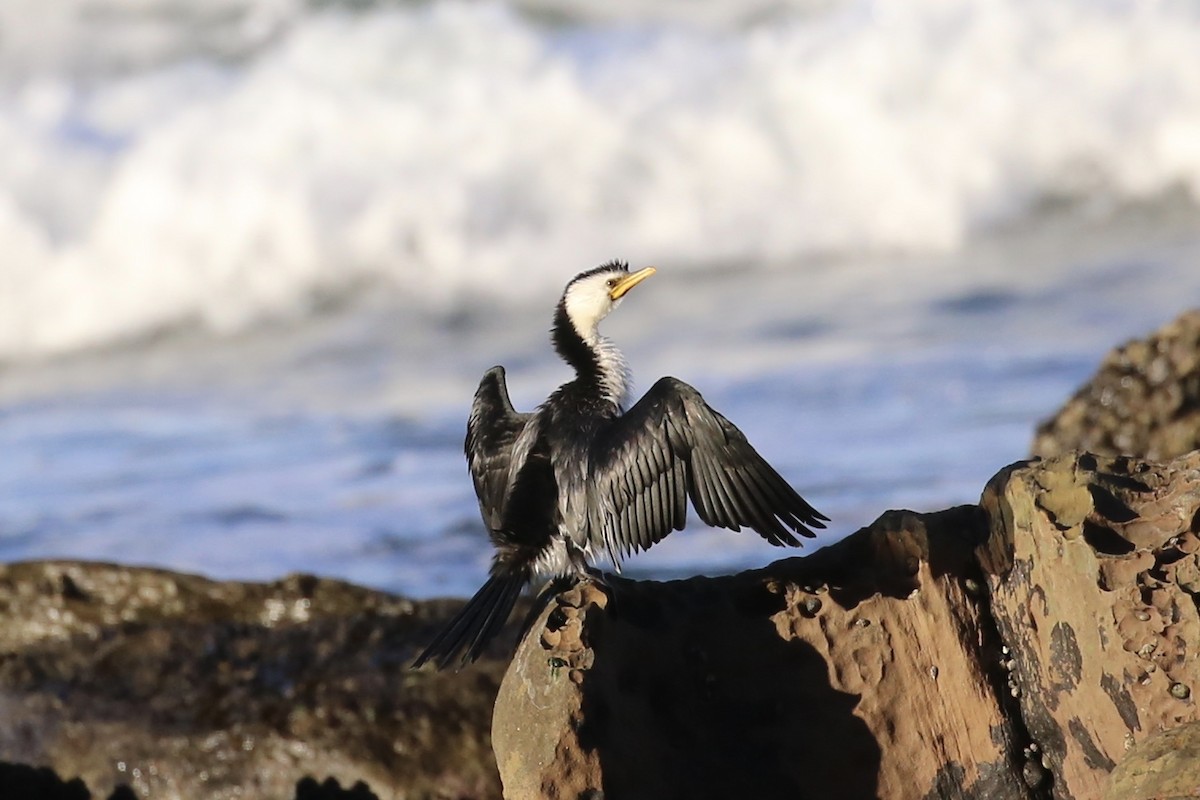 Little Pied Cormorant - Jim Stone