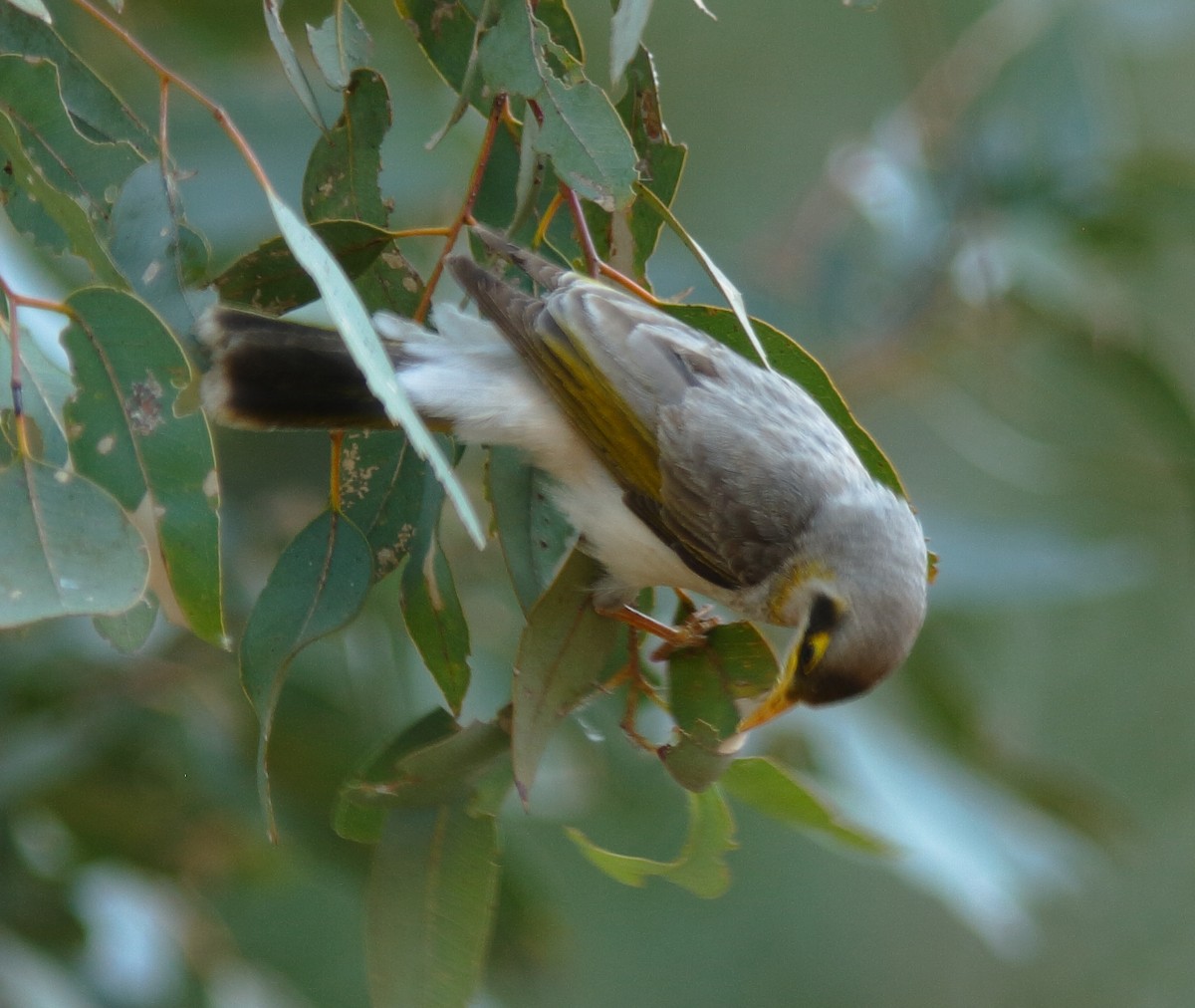 Yellow-throated Miner - ML620778876