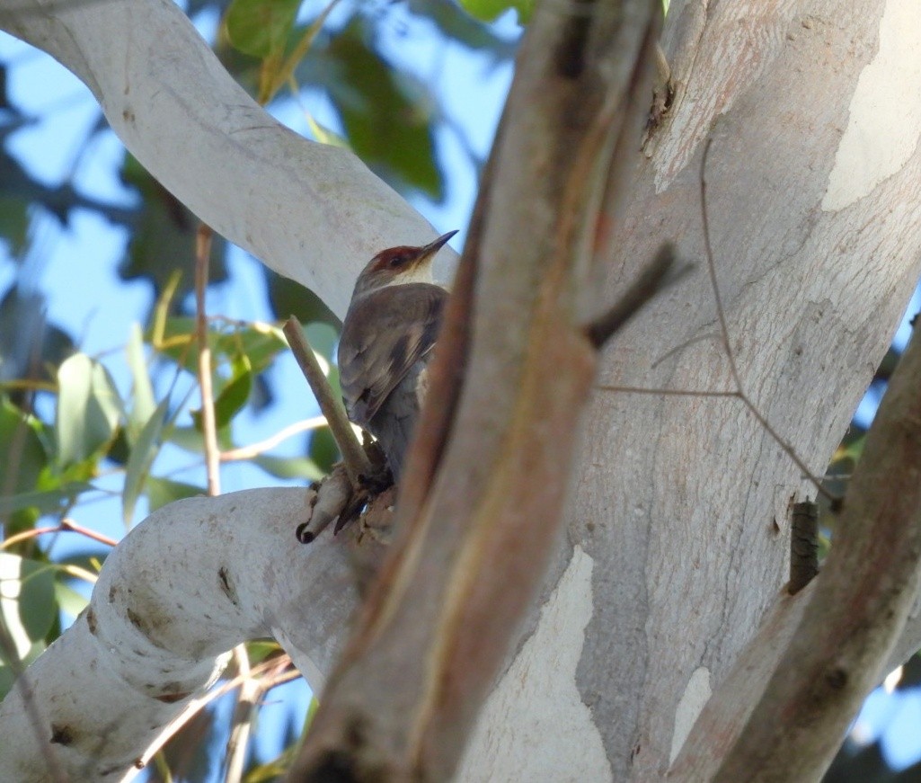 Red-browed Treecreeper - ML620778880