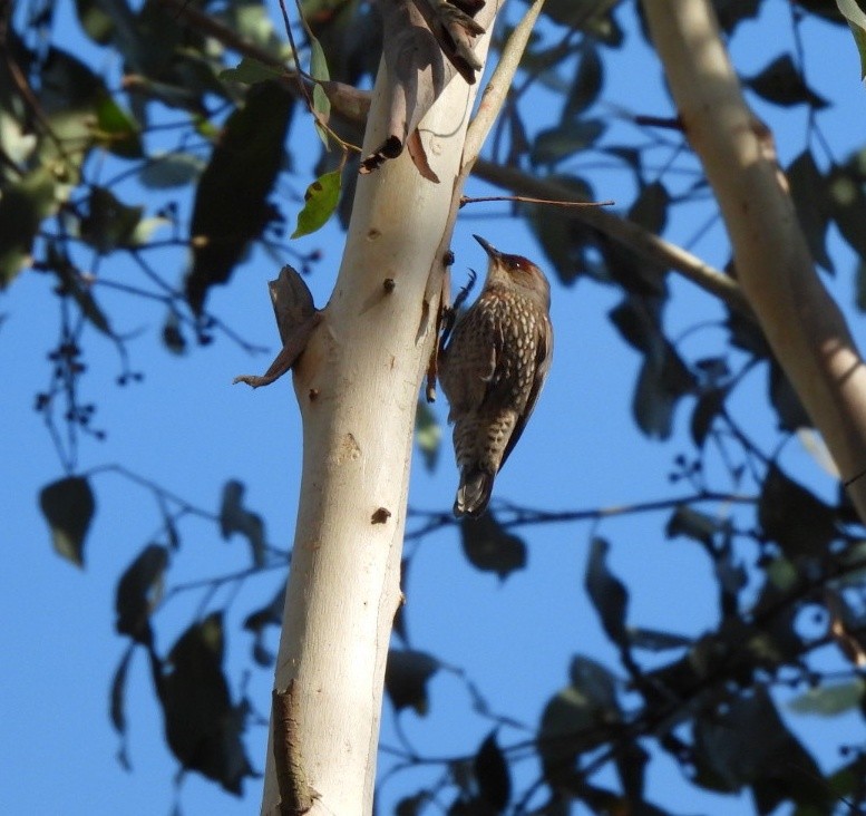 Red-browed Treecreeper - Julie Mclennan