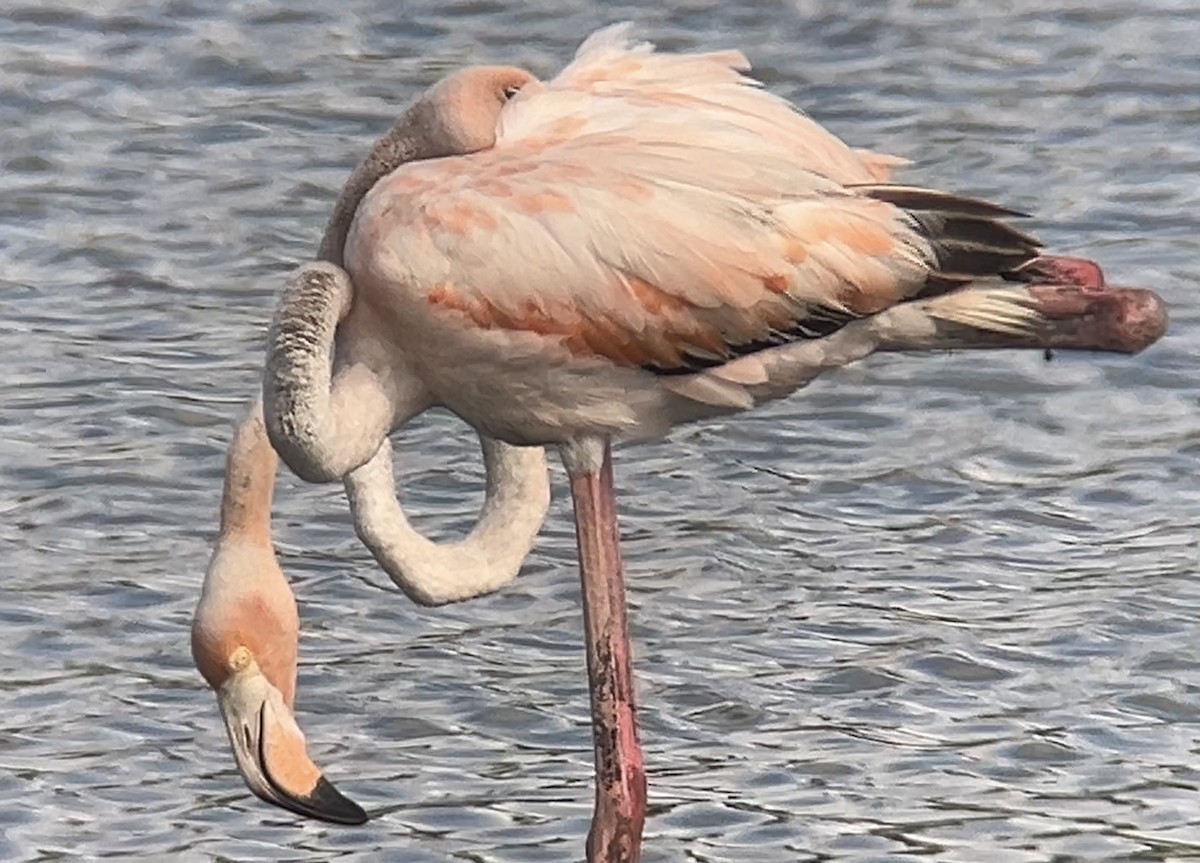 Flamant des Caraïbes - ML620778883