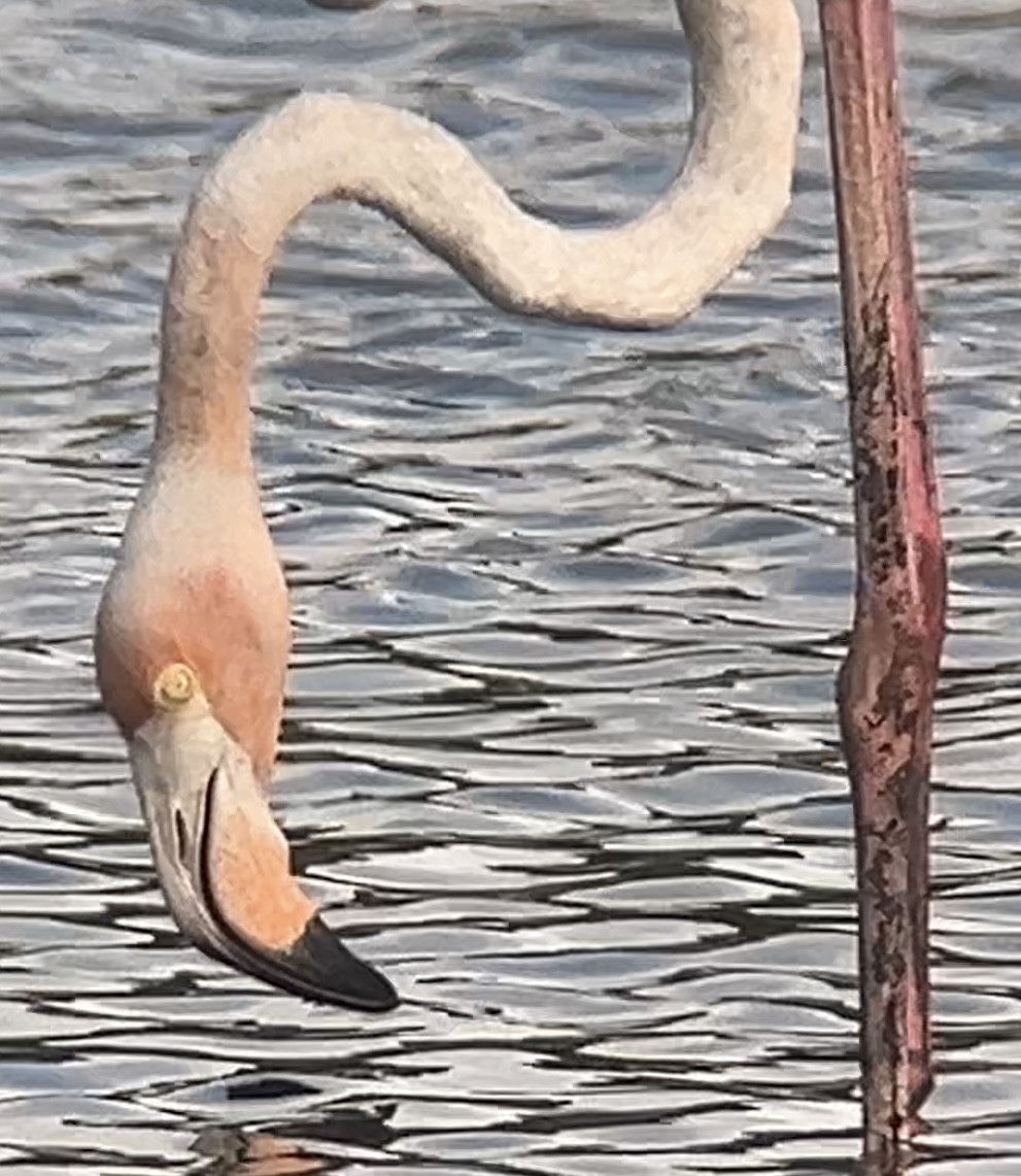 Flamant des Caraïbes - ML620778886