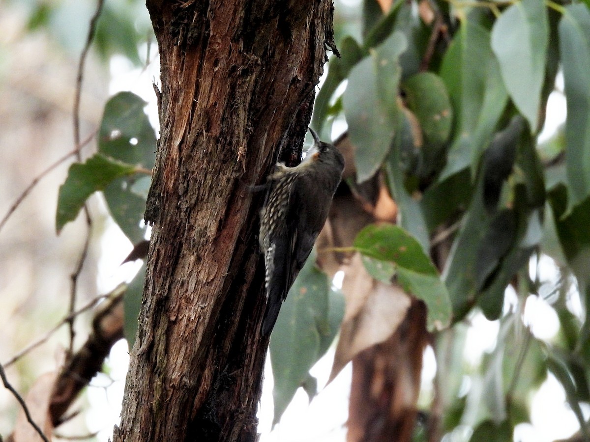 White-throated Treecreeper - ML620778890