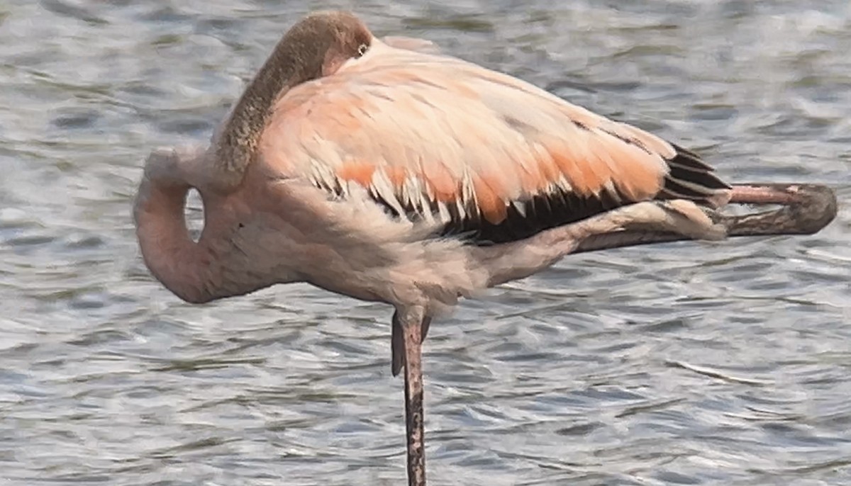 Flamant des Caraïbes - ML620778896