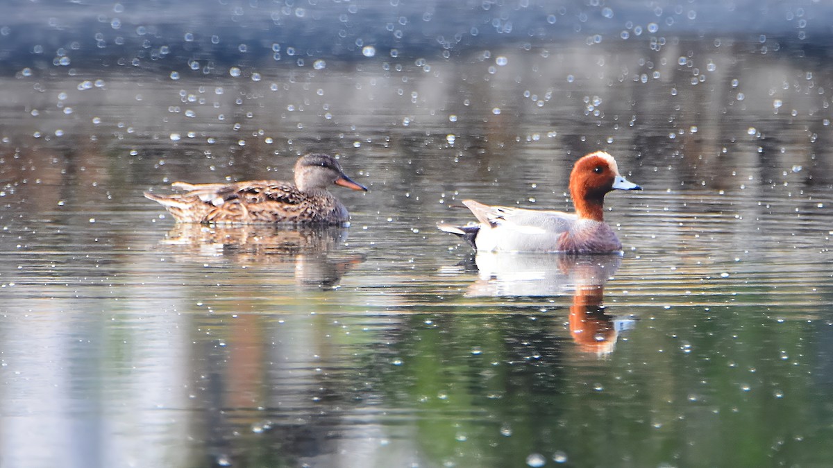 Eurasian Wigeon - ML620778900