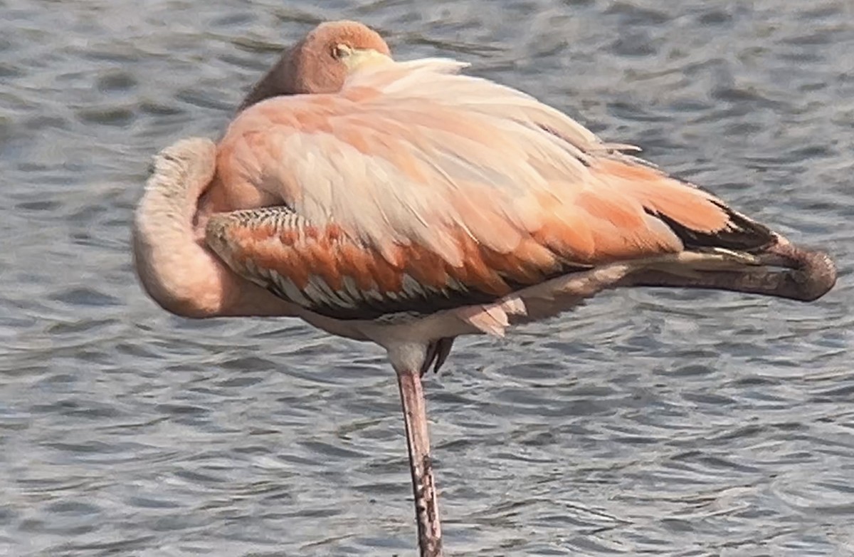 Flamant des Caraïbes - ML620778901