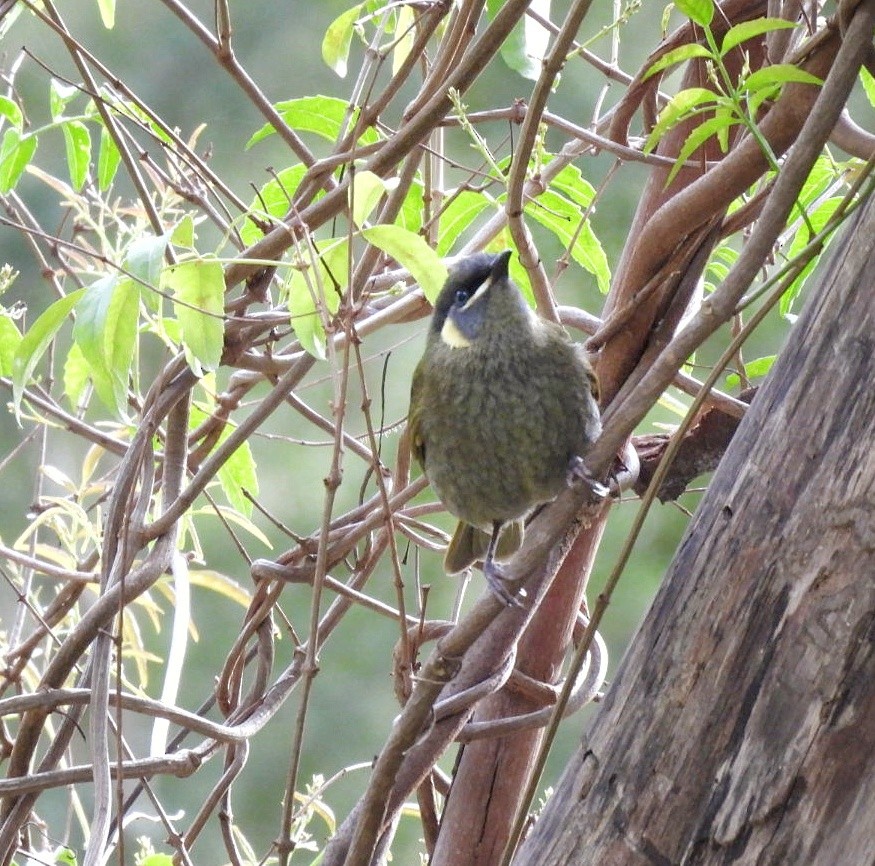 Lewin's Honeyeater - ML620778904