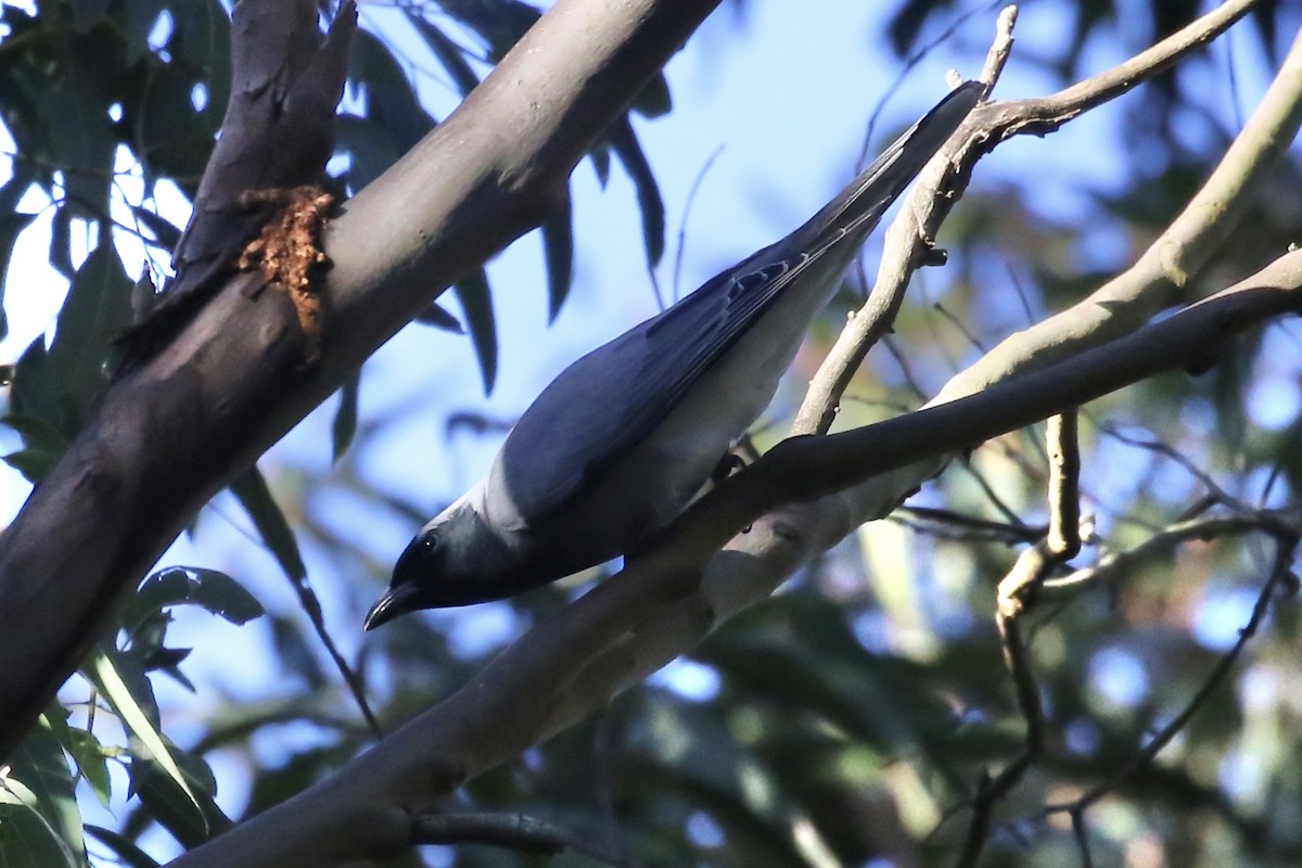 Black-faced Cuckooshrike - ML620778906