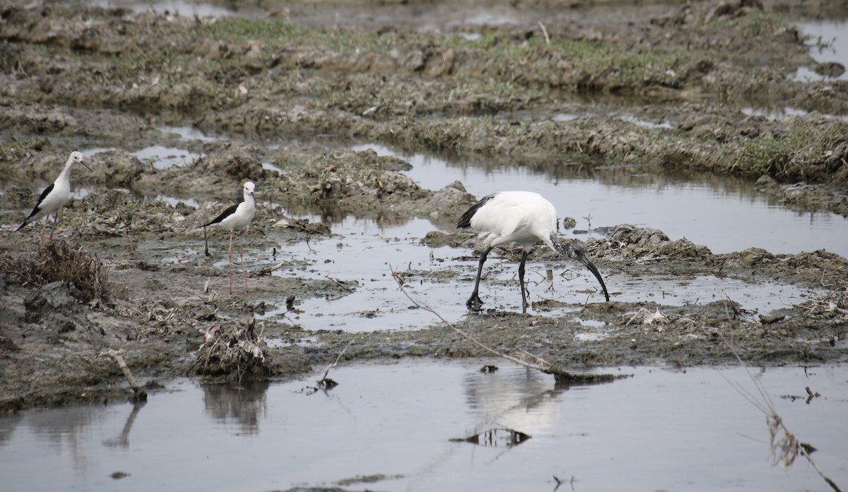 African Sacred Ibis - ML620778909