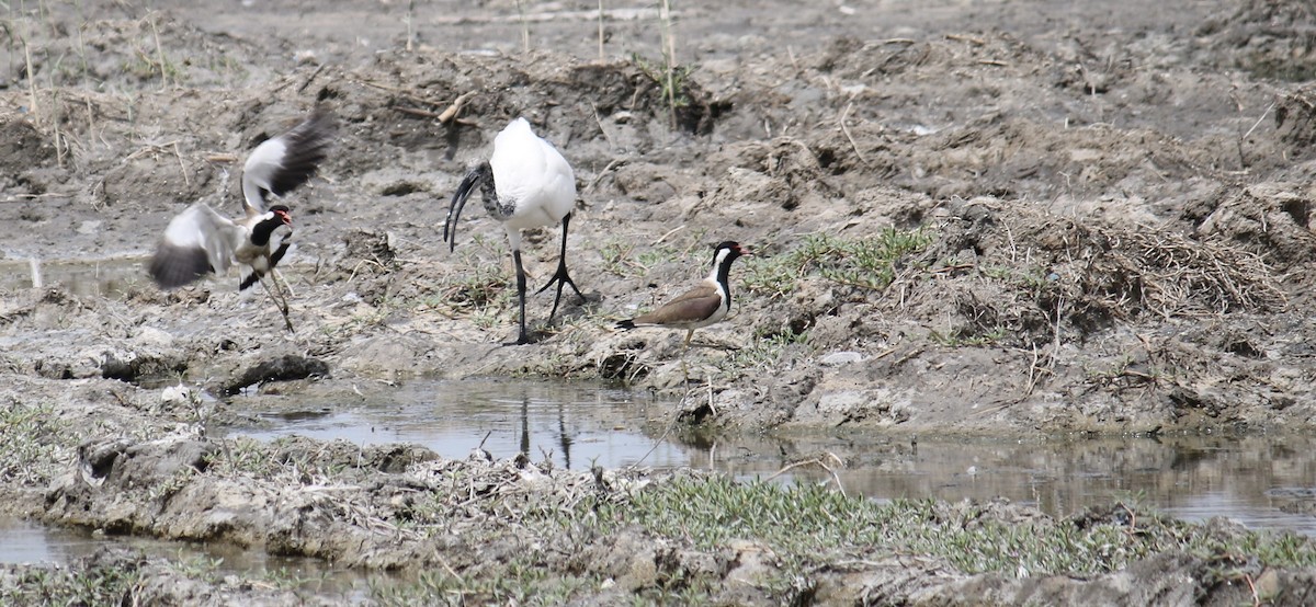 African Sacred Ibis - ML620778910