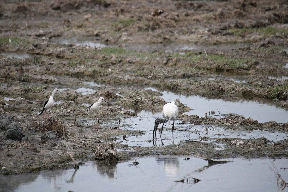 African Sacred Ibis - ML620778911