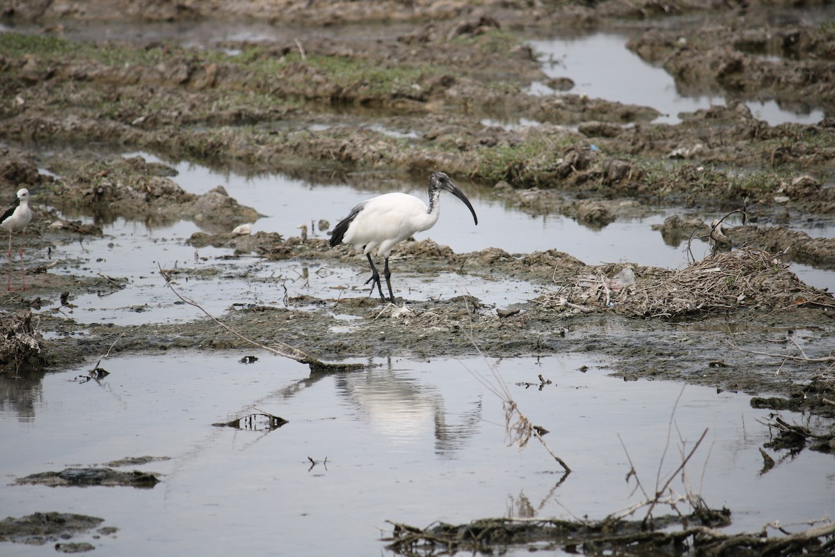 African Sacred Ibis - ML620778913