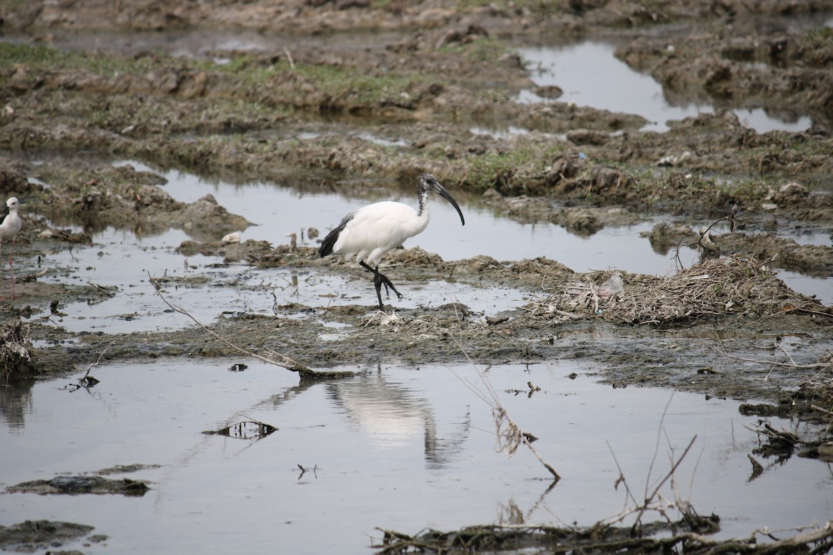 African Sacred Ibis - ML620778914