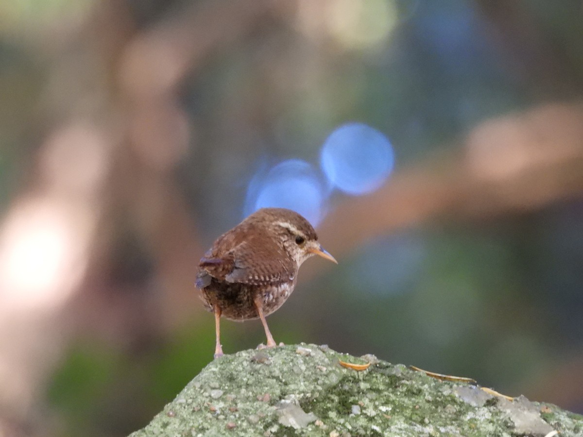 Eurasian Wren - ML620778918