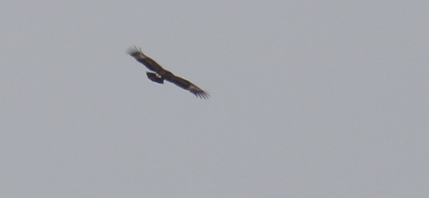 Greater Spotted Eagle - ML620778923