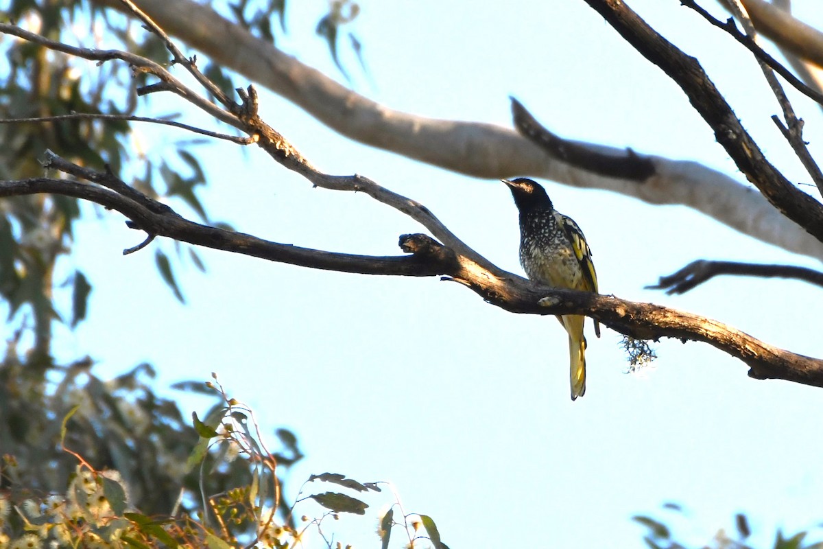 Regent Honeyeater - ML620778929