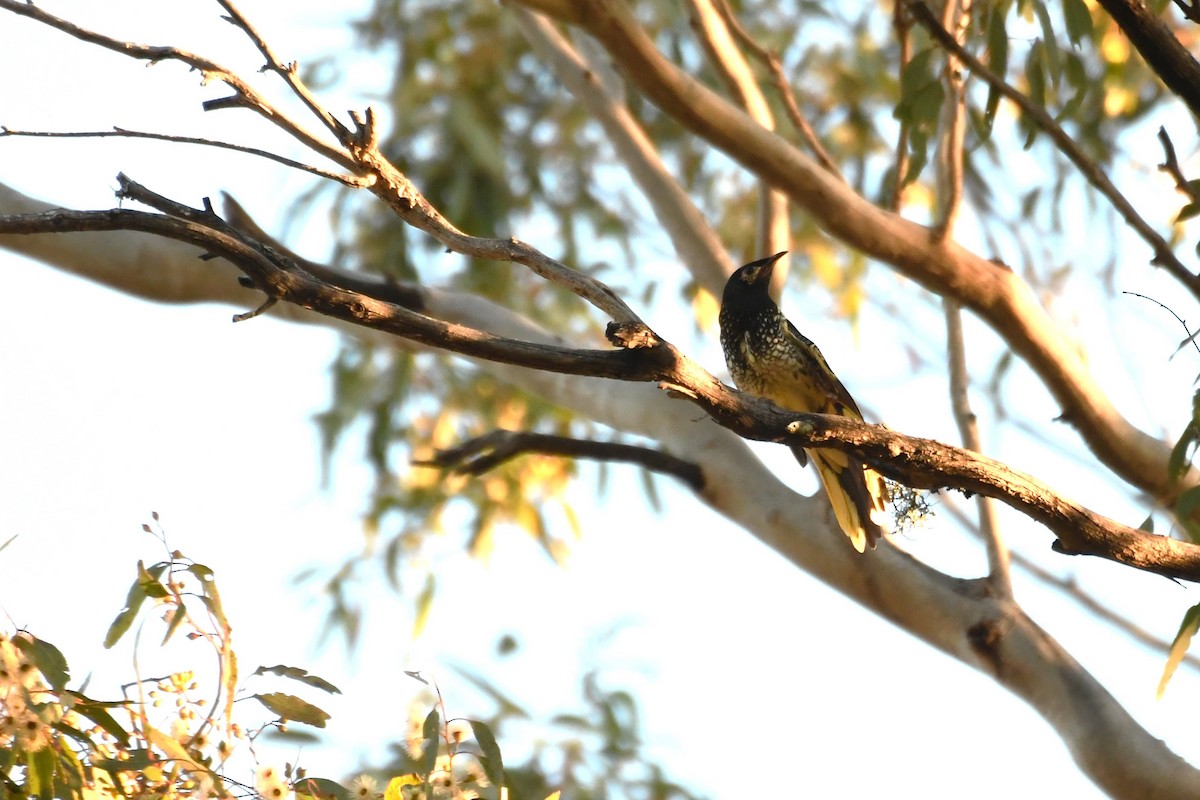 Regent Honeyeater - ML620778931