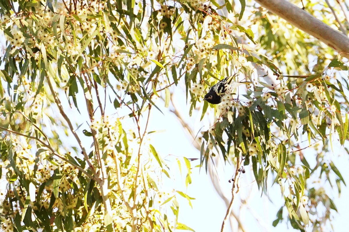 Regent Honeyeater - ML620778933