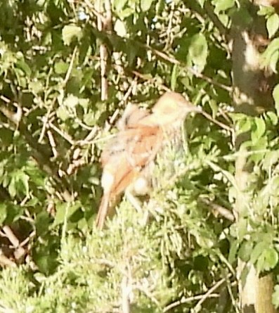 Brown Thrasher - ML620778939