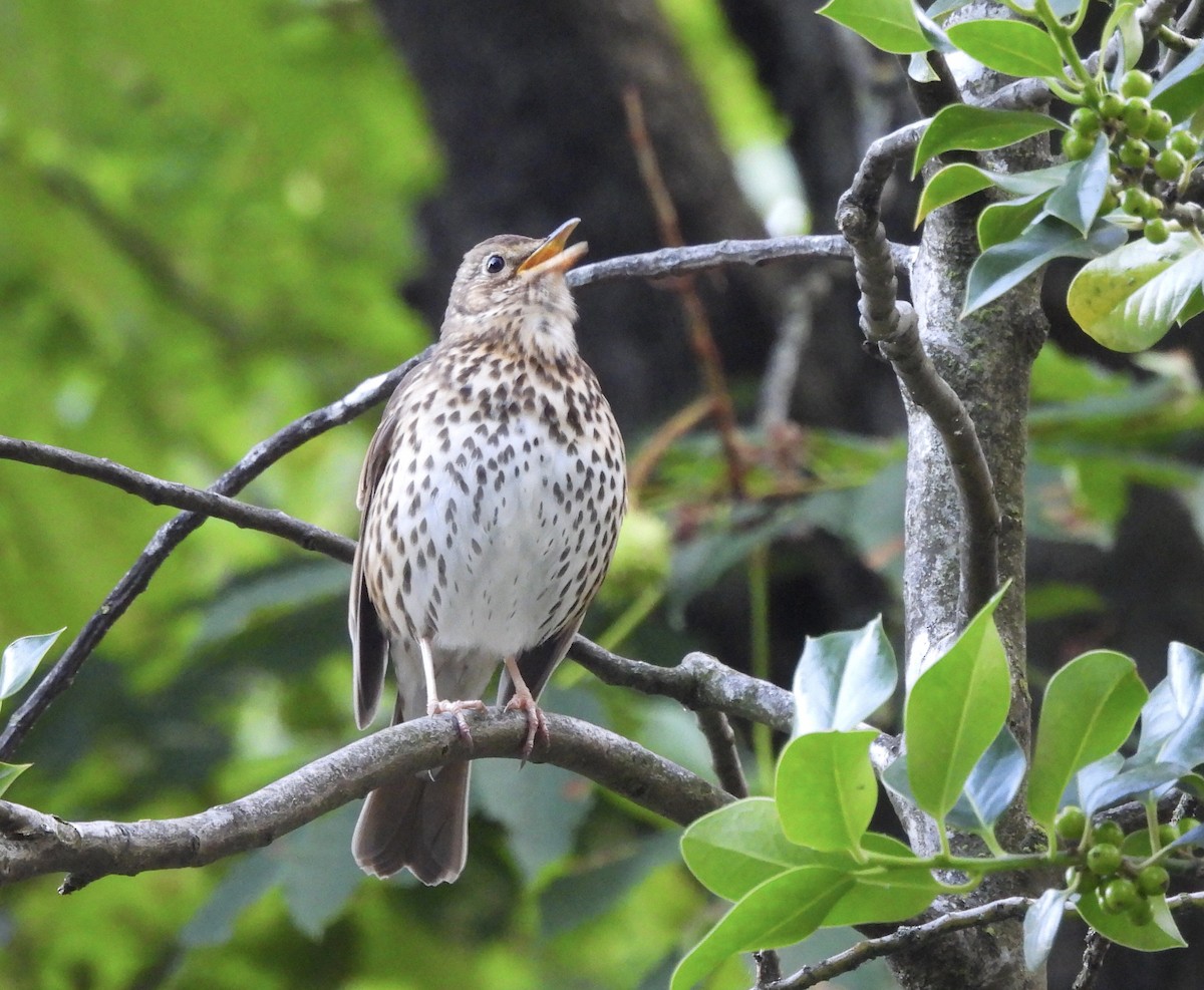 Song Thrush - ML620778941