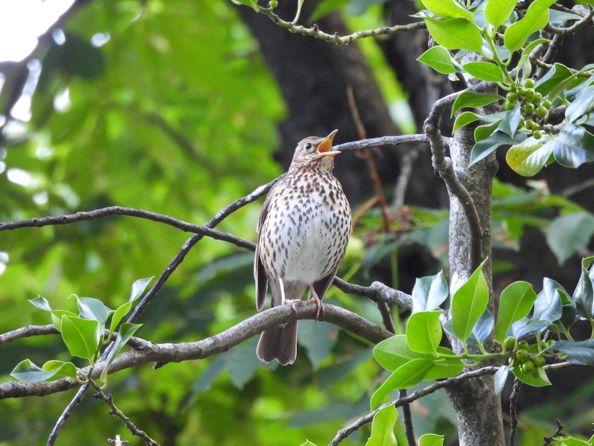 Song Thrush - ML620778943