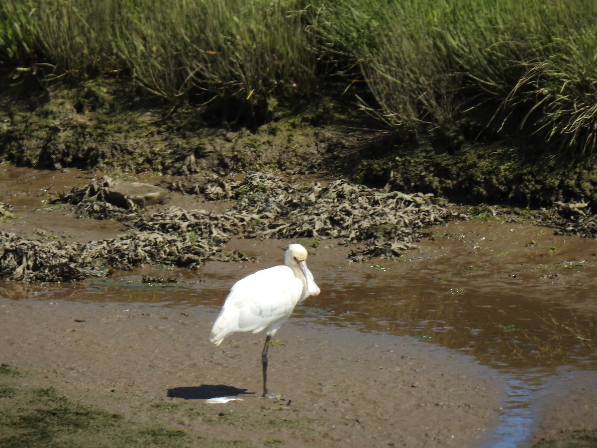 Eurasian Spoonbill - ML620778958