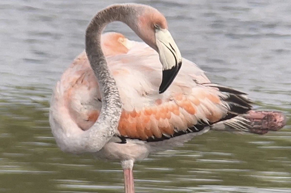 American Flamingo - ML620778959