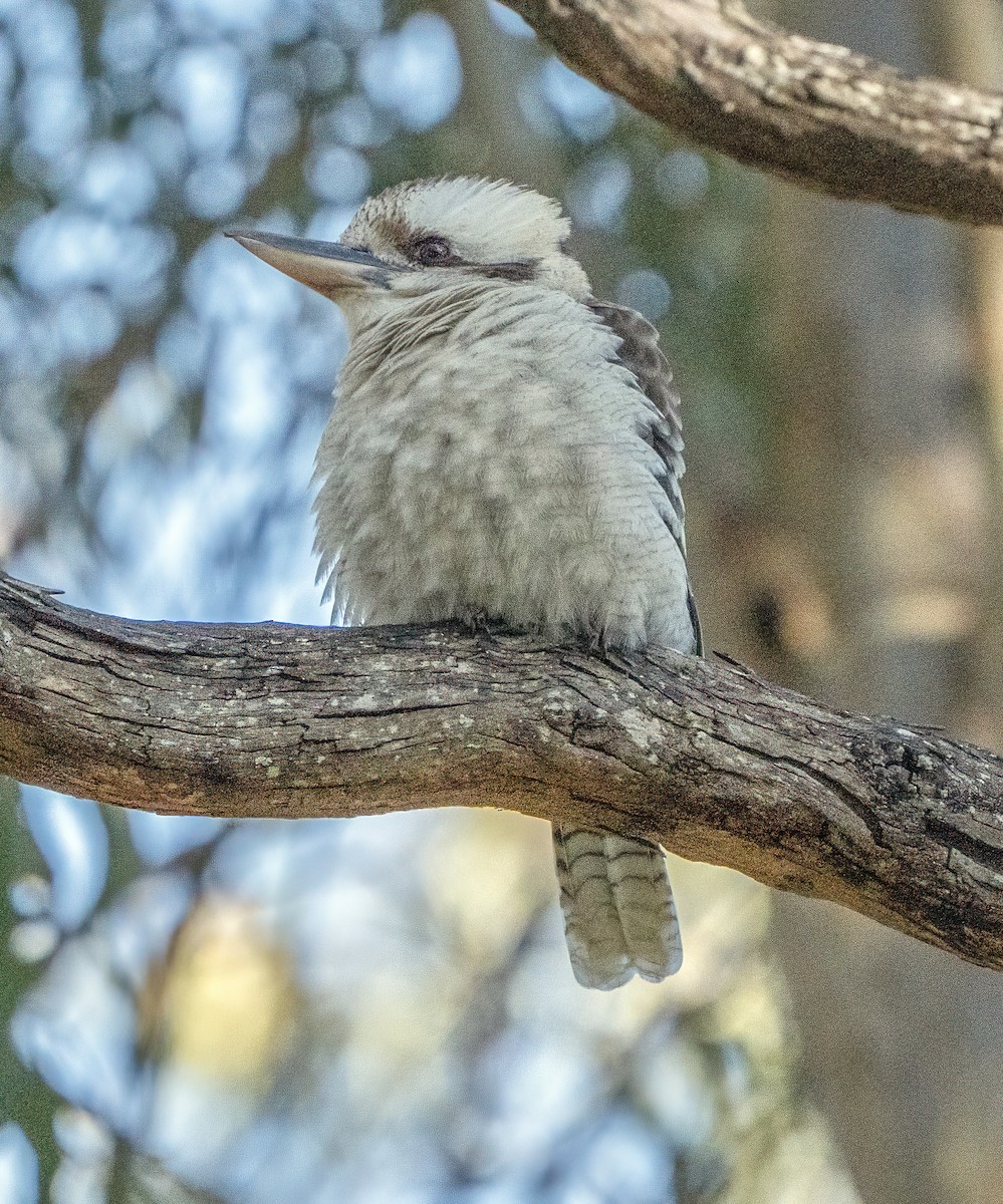 Laughing Kookaburra - ML620778960